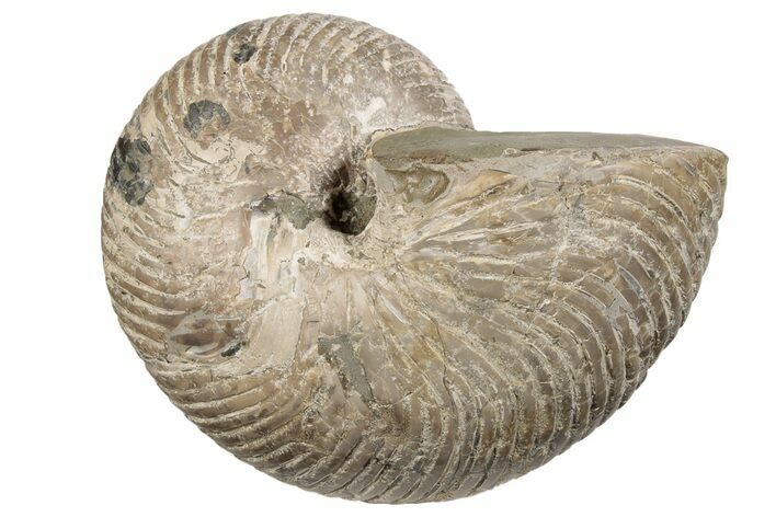 Fossil Nautilus (Cymatoceras) - Madagascar #197172